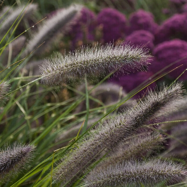 Rozplenica japońska 'National Arboretum' – Pennisetum, piórkówka kłosy